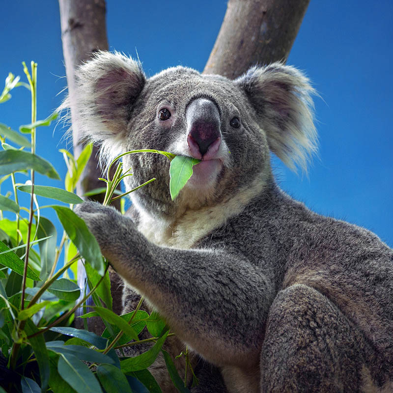 Koala Sanctuary Port Stephens Touren & Tickets